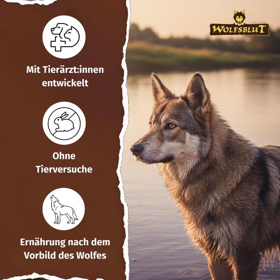 WOLFSBLUT – Wide Plain Adult | Trockenfutter mit wertvollen Superfoods für ausgewachsene Hunde. Getreidefreies Alleinfutter ohne Zusatzstoffe im Beutel | 2x12,5kg + 300g Gratis Squashies Snack