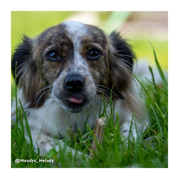 Sammy´s Zahnstengel | Kauriegel Snack für Hunde | Zur aktiven Unterstützung der Zahnpflege |ohne Zuckerzusatz| Natürlich| Fettarm|