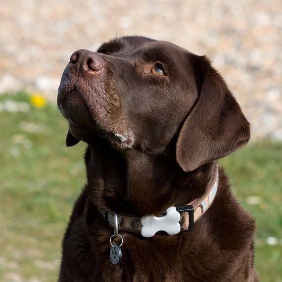 TMT Premium Stabile Hundemarke mit Gravur Edelstahl-Hunde-Anhänger | Wetterfestes Zubehör Dog Tag| Hundehalsband mit Namen und Telefonnummer | Hundemarke personalisiert mit Symbolen
