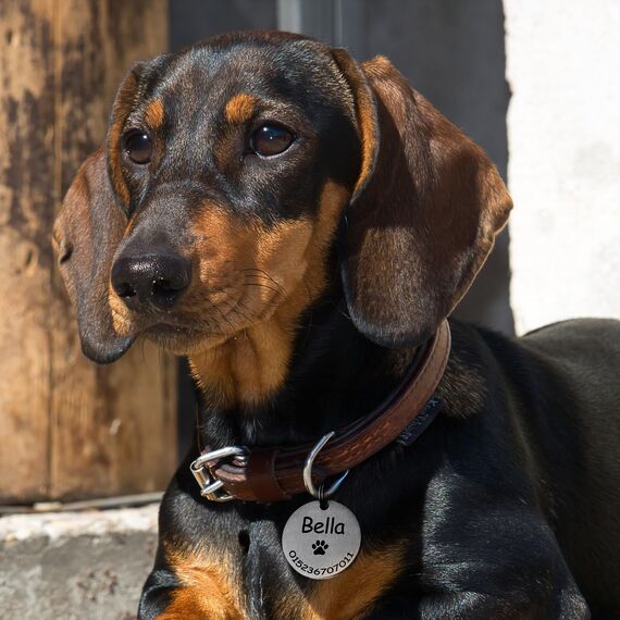 TMT Premium Stabile Hundemarke mit Gravur Edelstahl-Hunde-Anhänger | Wetterfestes Zubehör Dog Tag| Hundehalsband mit Namen und Telefonnummer | Hundemarke personalisiert mit Symbolen