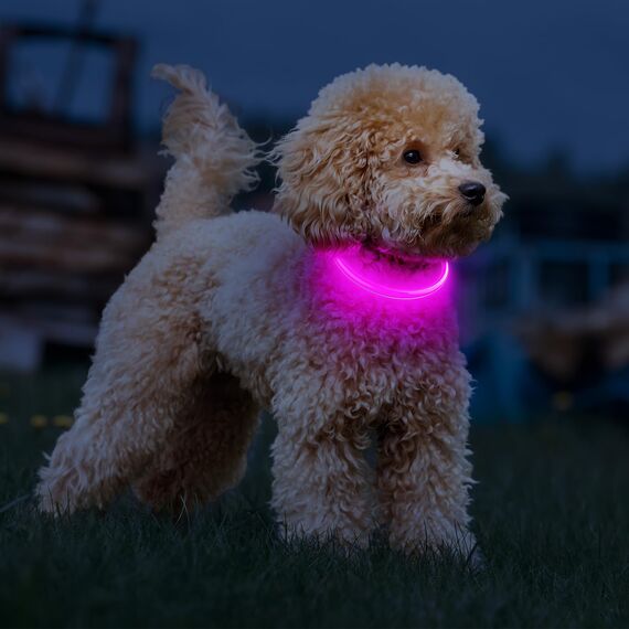 PcEoTllar Leuchthalsband Hund Aufladbar mit 7 Farben, Leuchthalsband für Kleine und Große Hunde, 9 Beleuchtungsmodi Hundehalsband Leuchtend Zerlegbar mit 70cm, LED Halsband für Hunde