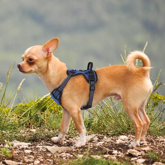 rabbitgoo Hundegeschirr Kleine Hunde, Anti Zug Geschirr mit Kontrolle, No Pull Verstellbar Hundegeschirr Grosse Hunde, Atmungsaktiv Reflexstreifen Brustgeschirr Sichere Führung Blau XS