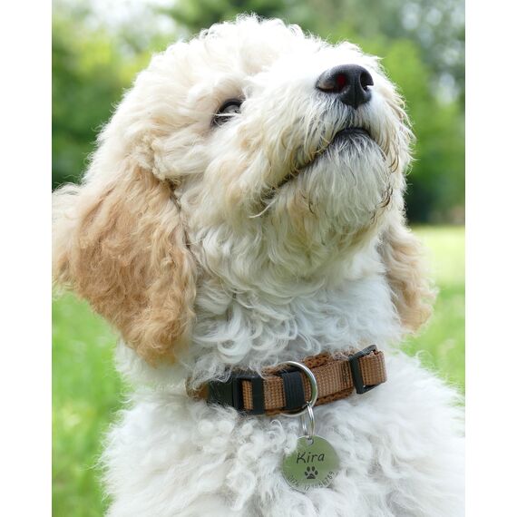 Hundemarke mit Gravur - Personalisiert mit Name - ⌀23mm - Namensschild für Halsband - Dog Tag - Anhänger Marke für Hunde - mit Symbolauswahl - Tiermarke für Hunde, Katzen & Welpen