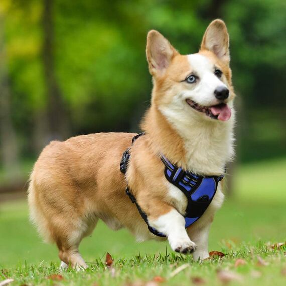 rabbitgoo Hundegeschirr Mittelgroße Hunde, Anti Zug Geschirr mit Kontrolle, No Pull Verstellbar Hundegeschirr Grosse Hunde, Atmungsaktiv Reflexstreifen Brustgeschirr Sichere Führung Blau S