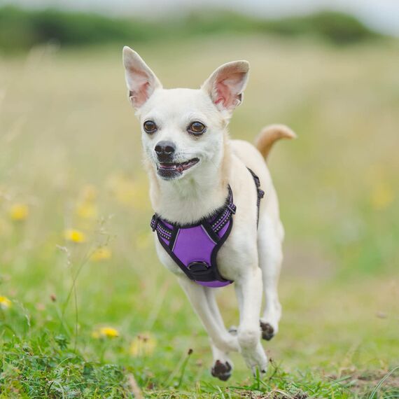 rabbitgoo Hundegeschirr Kleine Hunde, Anti Zug Geschirr mit Kontrolle, No Pull Verstellbar Hundegeschirr Grosse Hunde, Atmungsaktiv Reflexstreifen Brustgeschirr Sichere Führung Lila XS