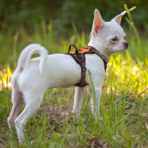 rabbitgoo Hundegeschirr Kleine Hunde, Anti Zug Geschirr mit Kontrolle, No Pull Verstellbar Hundegeschirr Grosse Hunde, Atmungsaktiv Reflexstreifen Brustgeschirr Sichere Führung Orange XS
