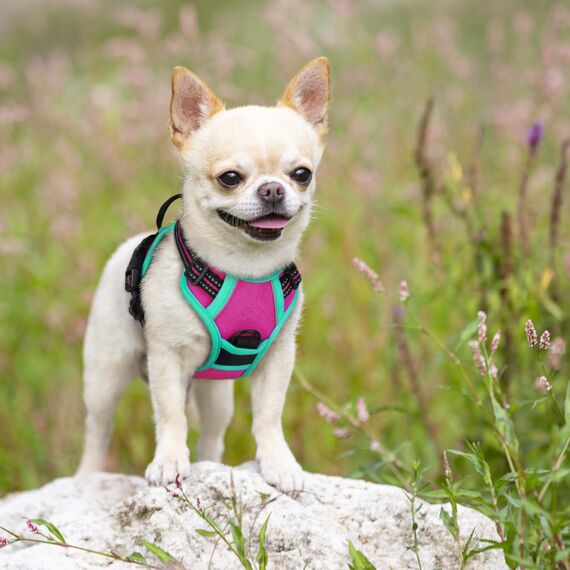 rabbitgoo Hundegeschirr Mittelgroße Hunde, Anti Zug Geschirr mit Kontrolle, No Pull Verstellbar Hundegeschirr Grosse Hunde, Atmungsaktiv Reflexstreifen Brustgeschirr Sichere，Rosarot & Mint Grün，XS