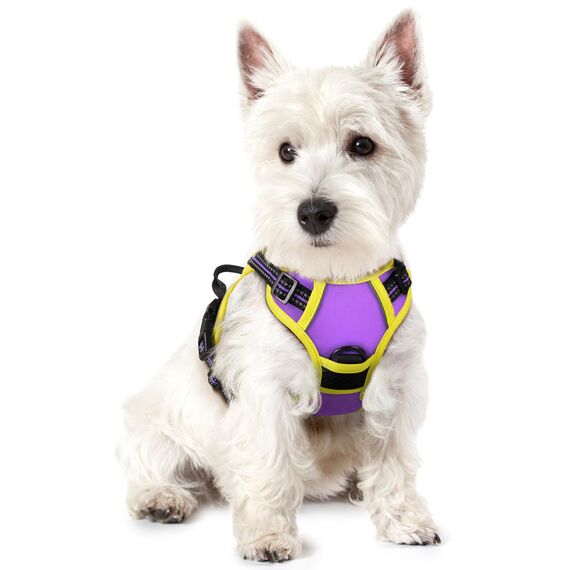 rabbitgoo Hundegeschirr Kleine Hunde Anti Zug Geschirr Hund mit Kontrolle No Pull Verstellbar Hundegeschirr Grosse Hunde Atmungsaktiv Reflexstreifen Brustgeschirr Hund Sichere Führung Lila+Gelb XS
