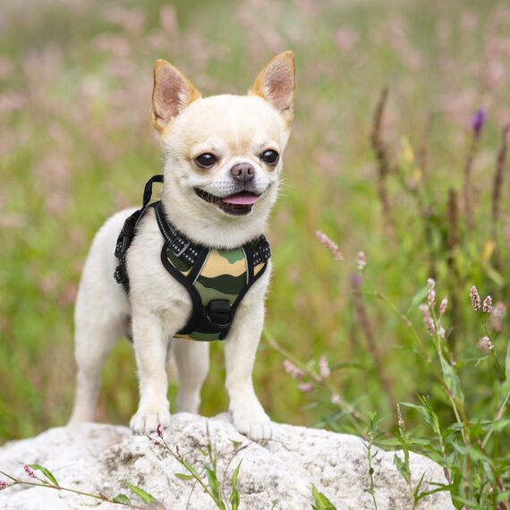 rabbitgoo Hundegeschirr Mittelgroße Hunde, Anti Zug Geschirr mit Kontrolle, No Pull Verstellbar Hundegeschirr Grosse Hunde, Atmungsaktiv Reflexstreifen Brustgeschirr Sichere，Camouflage Grün，XS