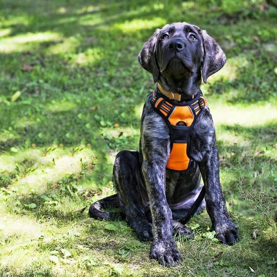 rabbitgoo Hundegeschirr Mittelgroße Hunde Anti Zug Geschirr Hund mit Kontrolle No Pull Verstellbar Hundegeschirr Grosse Hunde Atmungsaktiv Reflexstreifen Brustgeschirr Hund Sichere Führung Orange M