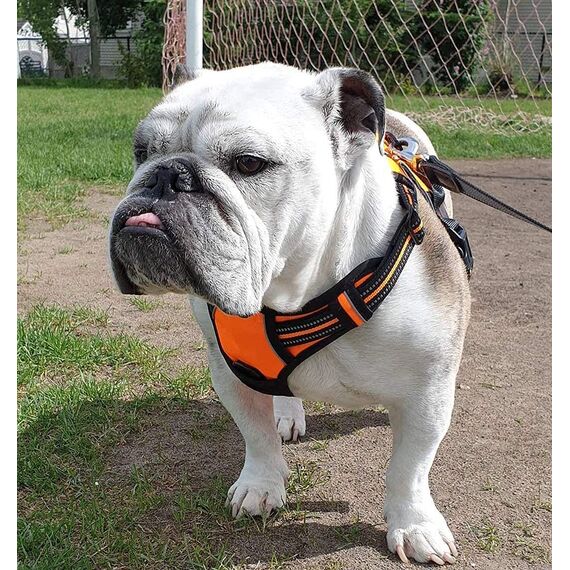 rabbitgoo Hundegeschirr Mittelgroße Hunde Anti Zug Geschirr Hund mit Kontrolle No Pull Verstellbar Hundegeschirr Grosse Hunde Atmungsaktiv Reflexstreifen Brustgeschirr Hund Sichere Führung Orange M
