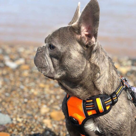 rabbitgoo Hundegeschirr Grosse Hunde, Anti Zug Geschirr mit Kontrolle, No Pull Verstellbar Hundegeschirr Mittelgroße Hunde, Atmungsaktiv Reflexstreifen Brustgeschirr Sichere Führung, Orange, XL