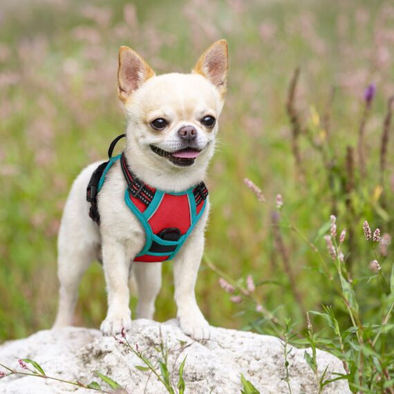 rabbitgoo Hundegeschirr Kleine Hunde, Anti Zug Geschirr mit Kontrolle, No Pull Verstellbar Hundegeschirr Grosse Hunde, Atmungsaktiv Reflexstreifen Brustgeschirr Sichere Führung Rot+Blaugrün XS