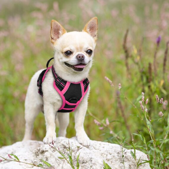 rabbitgoo Hundegeschirr Mittelgroße Hunde, Anti Zug Geschirr mit Kontrolle, No Pull Verstellbar Hundegeschirr Grosse Hunde, Atmungsaktiv Reflexstreifen Brustgeschirr Sichere，Schwarz & Rosarot，XS