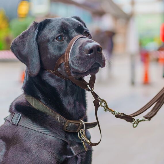 HALTI Kopfgeschirr - Verhindert, dass Ihr Hund an der Leine zieht, Einfache Anpassung, Leicht, mit gepolstertem Nasenriemen, Anti-Zug-Halsband für mittelgroße Hunde (Größe 2, Walnussbraun)