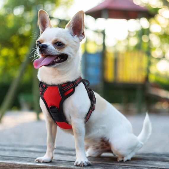 rabbitgoo Hundegeschirr Kleine Hunde, Anti Zug Geschirr mit Kontrolle, No Pull Verstellbar Hundegeschirr Grosse Hunde, Atmungsaktiv Reflexstreifen Brustgeschirr Sichere Führung Rot XS
