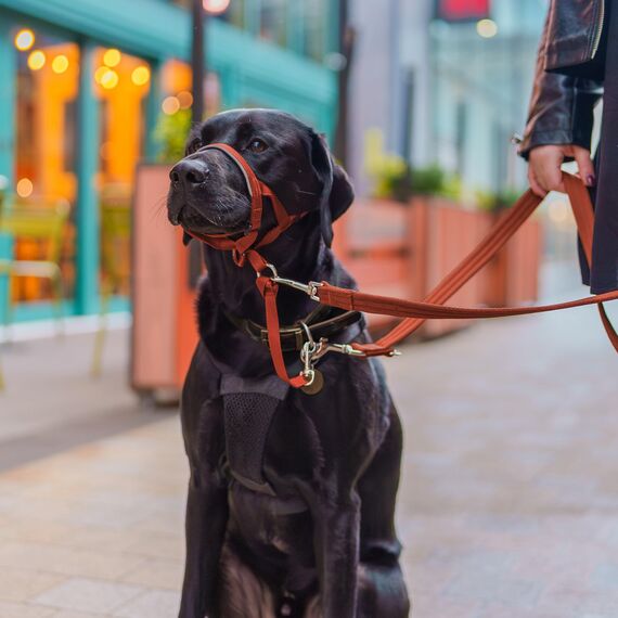 HALTI Kopfgeschirr - Verhindert, dass Ihr Hund an der Leine zieht, Einfache Anpassung, Leicht, mit gepolstertem Nasenriemen, Anti-Zug-Halsband für große Hunde (Größe 4, Dunkelorange)