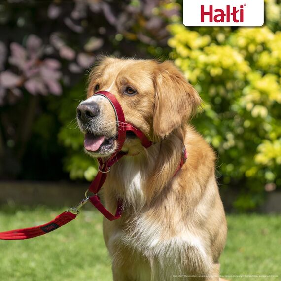 HALTI Kopfgeschirr - Verhindert, dass Ihr Hund an der Leine zieht, Einfache Anpassung, Leicht, mit gepolstertem Nasenriemen, Anti-Zug-Halsband für mittelgroße Hunde (Größe 3, Rot)
