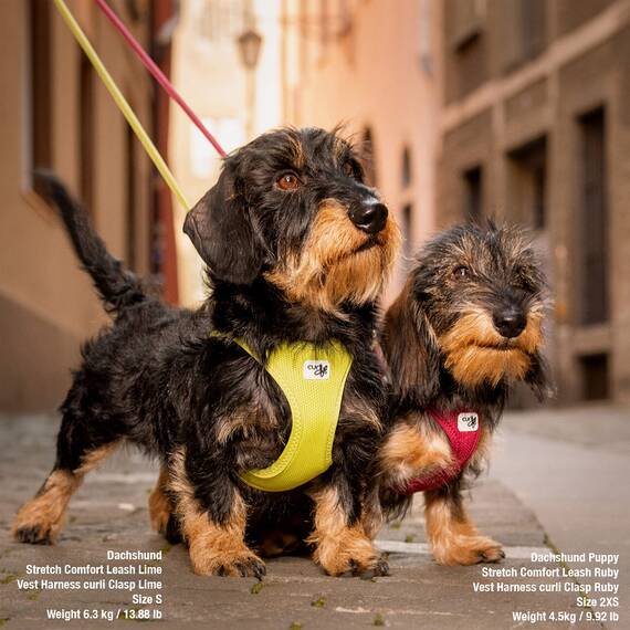 Vest Harness curli Clasp Air-Mesh Lime 3XS