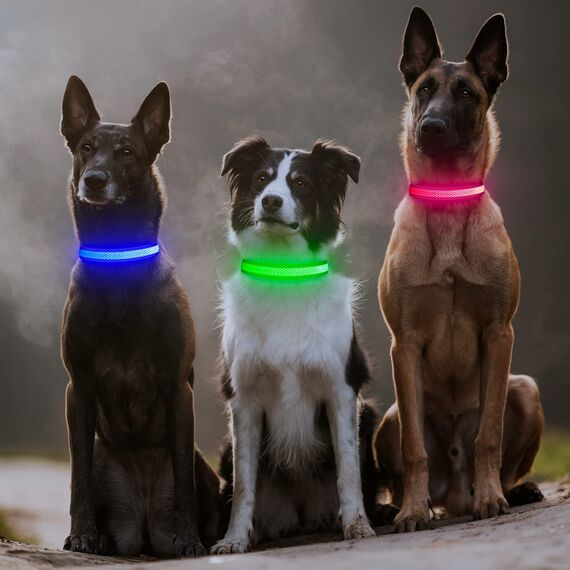 Leuchthalsband Hund, Colaseeme LED Hunde Leuchthalsband, Wasserdicht Hundehalsband Leuchtend, HundeleuchthalsbäNder Aufladbar für Pet Night Walking Safety, grün L