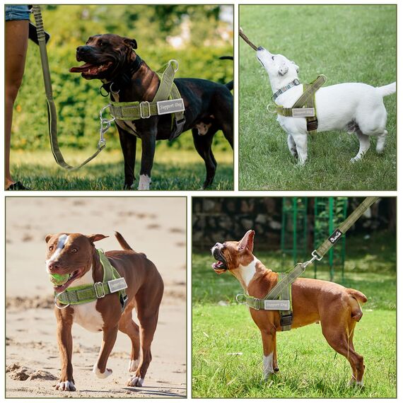 Eyein Hundegeschirr mit Leine für große mittelgroße Hunde, Weich gepolsterter Brustgeschirr mit 2 Leinenclips, Reflektierend & Leichtgewicht Anti Zug Geschirr für Spaziergänge Training, Grün, S
