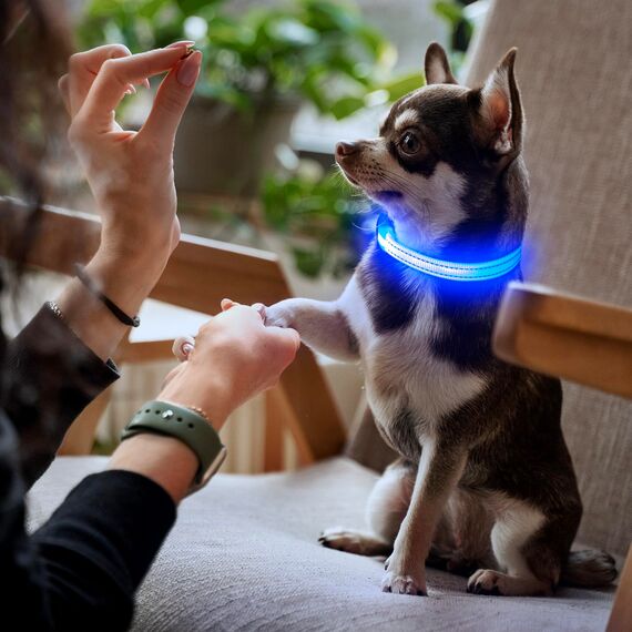 YFbrite Leuchtende Hundehalsbänder, USB-aufladbares LED-Hundehalsband, verstellbares LED-Katzenhalsband für Katzen, Welpen, kleine, mittelgroße und große Hunde (Blau, XS)