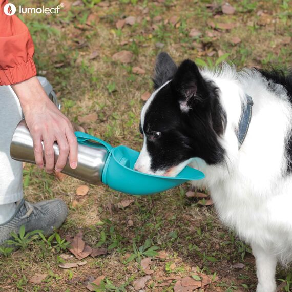 LumoLeaf Hundetrinkflasche für unterwegs, 800ml Edelstahl Trinkflasche Hund, Tragbare Haustier Wasserflasche, Hunde Wasserspender Reise Zubehör für Wandern und Campen (Grau)