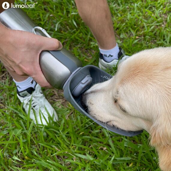 LumoLeaf Hundetrinkflasche für unterwegs, 800ml Edelstahl Trinkflasche Hund, Tragbare Haustier Wasserflasche, Hunde Wasserspender Reise Zubehör für Wandern und Campen (Grau)