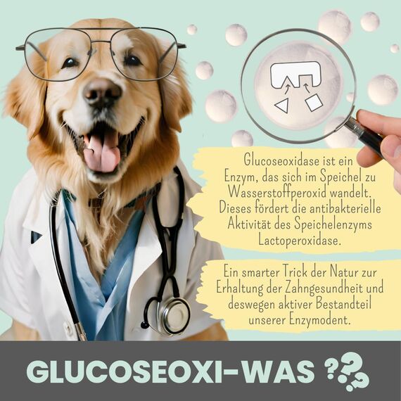 noms+ Enzymodent Enzymatische Hundezahnpasta mit natürlicher Pflege- und Präventionsformel gegen Mundgeruch und Zahnstein beim Hund