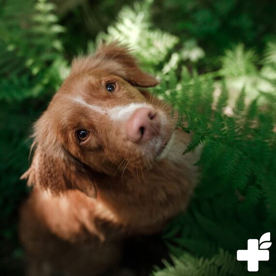 ReaVET Welpenshampoo Aloe Vera 250ml – extra mild für Hunde Welpen I Hundeshampoo, Shampoo für Hunde - glänzendes & leicht kämmbares Fell, Parfumfrei, Hundeshampoo Sensitiv