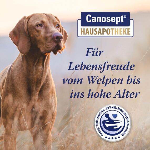 Canosept Gelenktabletten Hund - Einzigartige Rezeptur: Mit Grünlippmuschel, Glucosamin, Kollagen - Hervorragende Akzeptanz - 80 Tabletten