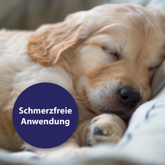 Canosept Wundspray für Hunde 75ml - Zur Reinigung und Pflege von Wundbereichen - Optimale Wundversorgung - Stressfreie Anwendung - Von Tierärzten empfohlen