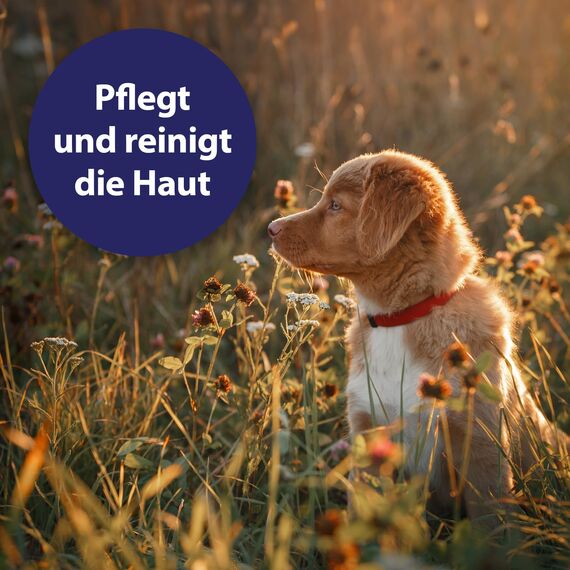 Canosept Wundspray für Hunde 75ml - Zur Reinigung und Pflege von Wundbereichen - Optimale Wundversorgung - Stressfreie Anwendung - Von Tierärzten empfohlen
