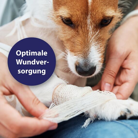 Canosept Wundgel für Hunde 20ml - Wundsalbe Hund - Reinigung & Pflege von Wundbereichen beim Hund - Optimale Wundversorgung - Stressfreie Anwendung - Von Tierärzten empfohlen