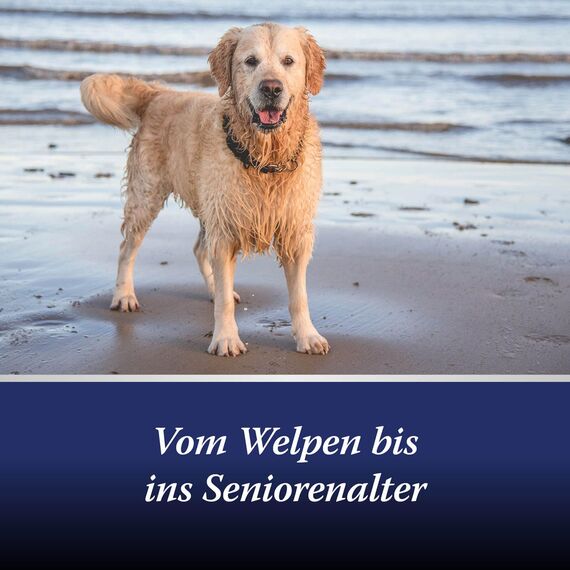 Canosept Gelenktabletten Hund - Einzigartige Rezeptur: Mit Grünlippmuschel, Glucosamin, Kollagen - Hervorragende Akzeptanz - 20 Tabletten