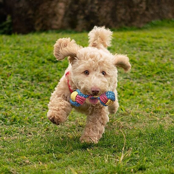 Toozey Hundespielzeug Kleine Hunde - 7 Stück Welpenspielzeug - Langlebiges Kauspielzeug und Quietschspielzeug Intelligenz - Naturbaumwolle und Ungiftig