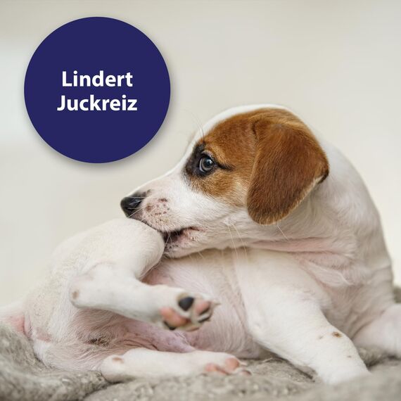 Canosept Mikro Silberspray für Hunde 75ml - Silberspray Hund gegen Juckreiz Hunde - Wundspray Hund - Schmerzfrei für den Welpen - ohne Aluminium & kolloidales Silber - spendet Feuchtigkeit