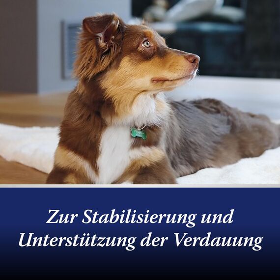 Canosept Darmflora Hund - Präbiotika & Probiotika Hund - Zur Stabilisierung der physiologischen Verdauung - Hund Darmflora Aufbauen - Darmsarnierung Hund - Darmkur Hund - 30 Tabletten
