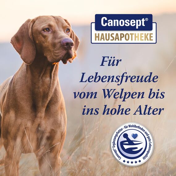 Canosept Darmflora Hund - Präbiotika & Probiotika Hund - Zur Stabilisierung der physiologischen Verdauung - Hund Darmflora Aufbauen - Darmsarnierung Hund - Darmkur Hund - 30 Tabletten