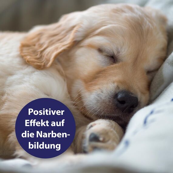 Canosept Wundgel für Hunde 20ml - Wundsalbe Hund - Reinigung & Pflege von Wundbereichen beim Hund - Optimale Wundversorgung - Stressfreie Anwendung - Von Tierärzten empfohlen