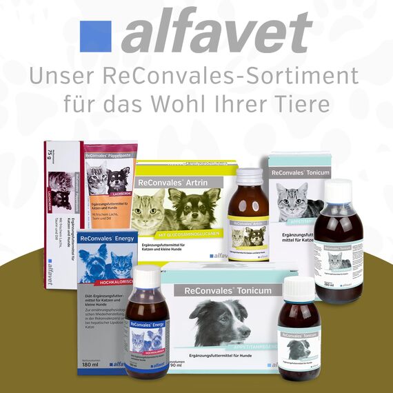 alfavet, ReConvales Gastro Balance für Katze und Hund, zur Pflege der Magenschleimhaut mit Säureregulator, Ergänzungsfuttermittel, 3 x 90 ml