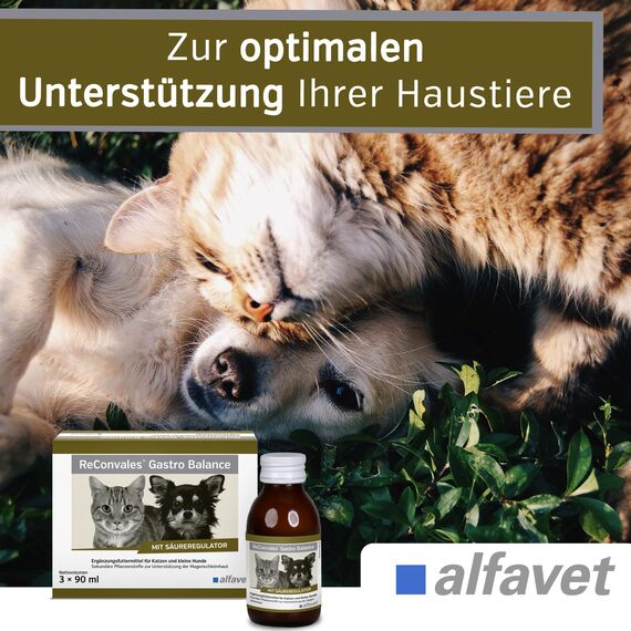 alfavet, ReConvales Gastro Balance für Katze und Hund, zur Pflege der Magenschleimhaut mit Säureregulator, Ergänzungsfuttermittel, 3 x 90 ml