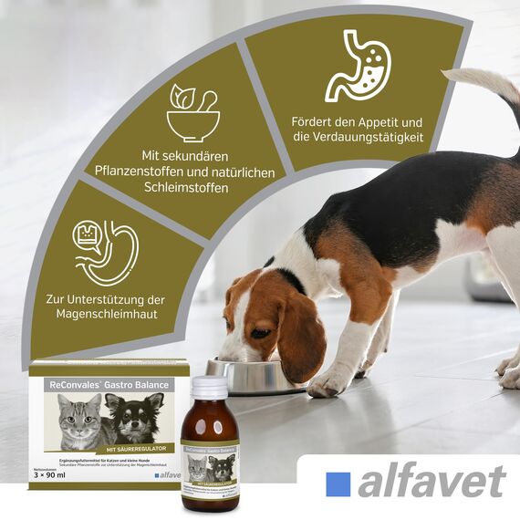 alfavet, ReConvales Gastro Balance für Katze und Hund, zur Pflege der Magenschleimhaut mit Säureregulator, Ergänzungsfuttermittel, 3 x 90 ml