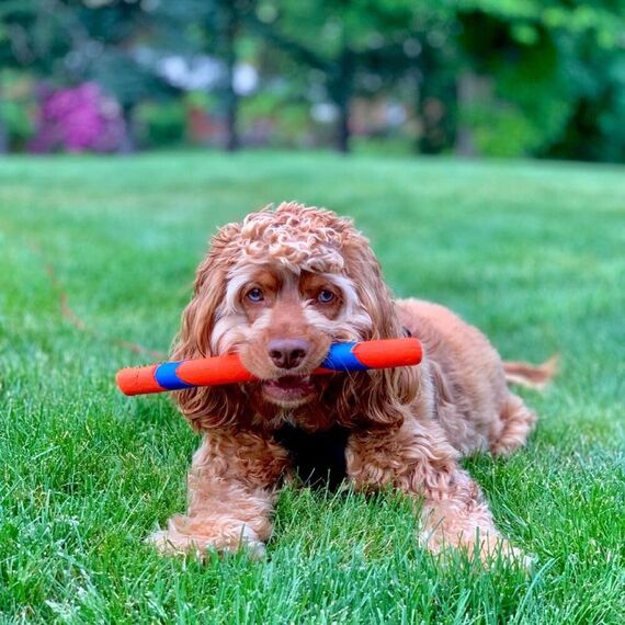 Chuckit! - Ultra Fetch Stick - 28 cm - 1 Stück