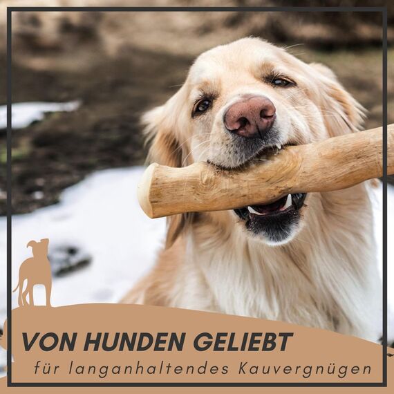 Supravit Natürlicher Kauknochen aus Kaffeeholz für Hunde M | Mehr als EIN Holzstäbchen - spannendes Hunde Kauspielzeug & langanhaltende Beschäftigung | Kaustab Kauholz