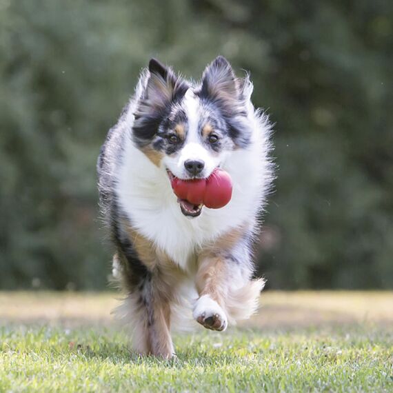 KONG Classic - Füllbares Hundespielzeug - Apportier- und Kauspielzeug für Hunde - Kann Mit Leckerlis Gefüllt Werden - Strapazierfähiges Naturkautschukmaterial - Für Extra-Große Hunde