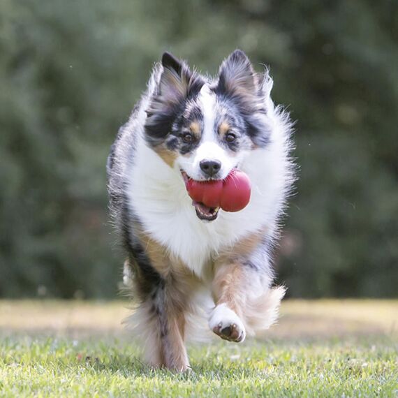 KONG Classic - Füllbares Hundespielzeug - Apportier- und Kauspielzeug für Hunde - Kann Mit Leckerlis Gefüllt Werden - Strapazierfähiges Naturkautschukmaterial - Für Mittelgroße Hunde
