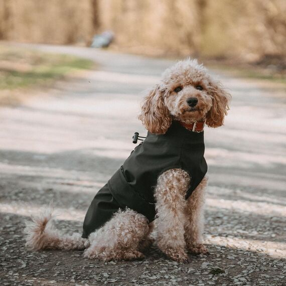 Hunter Hunde-Regenmantel Milford, Farbe: schwarz, ergonomische Passform für optimalen Schutz, individuell verstellbar, Reißverschluss für Geschirrträger, pflegeleicht & waschbar bei 30 °C, Größe: 35