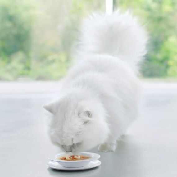 Gourmet Crystal Soup für Katzen mit naturbelassenem Thunfisch und Garnelen, 32er Pack (32 x 40g)