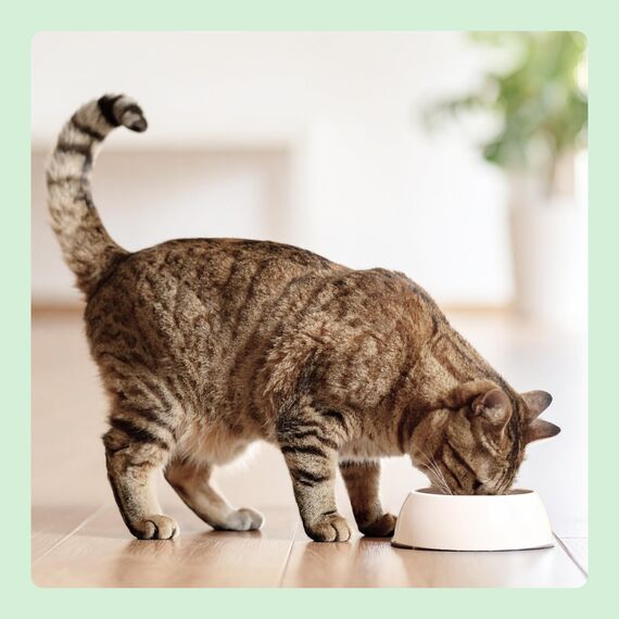 by Amazon Nassfutter für Katzen, Pastete mit Lachs, 100g, 16er-Pack